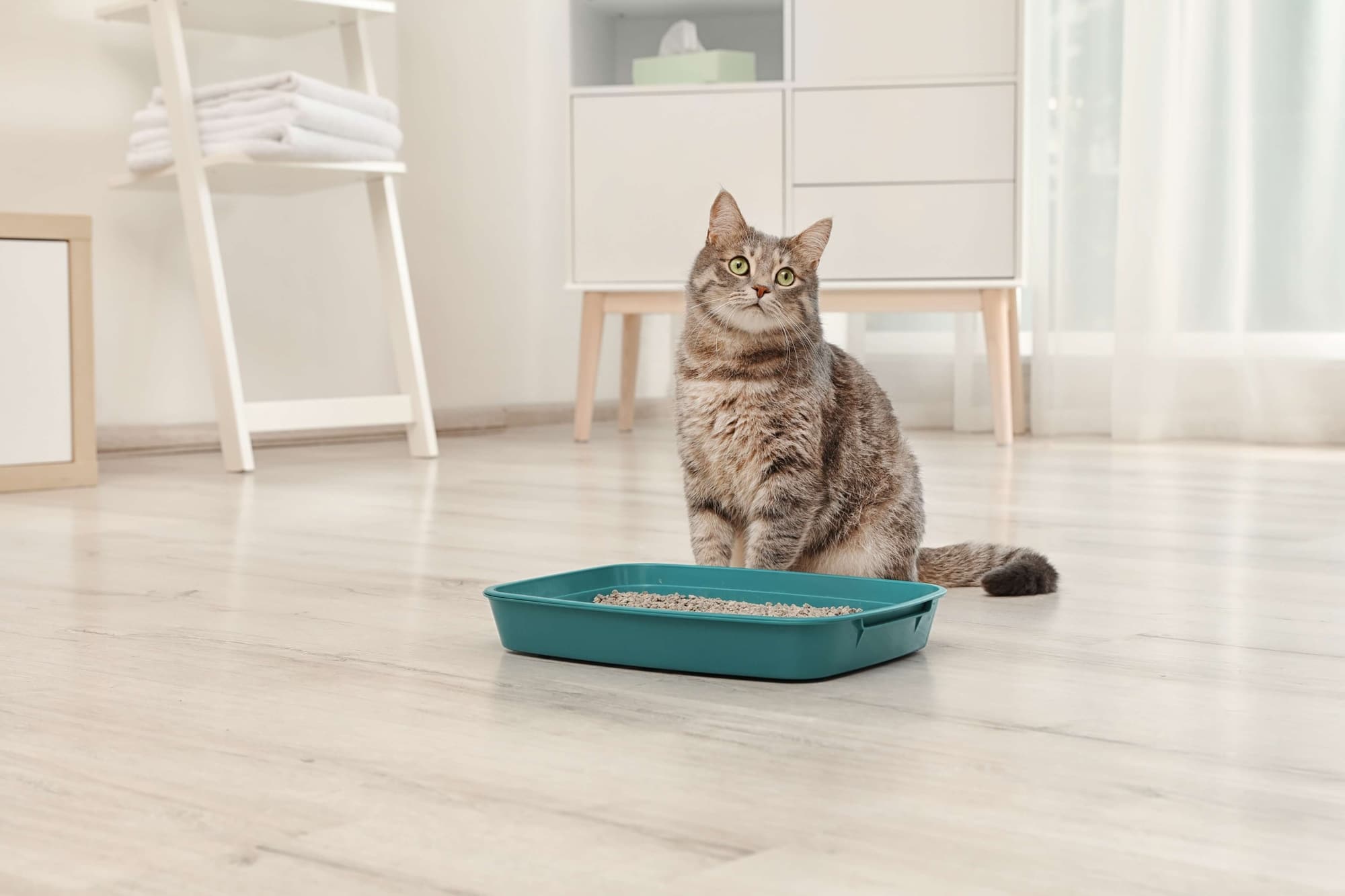 Durchfall bei Katzen Was du dagegen tun kannst Dr. SAM dein